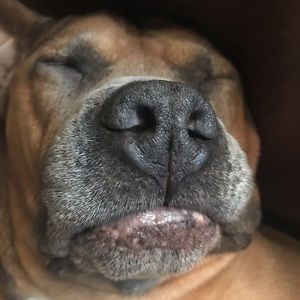 Meet your Posher, Cesar